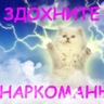 K0T C HEБES